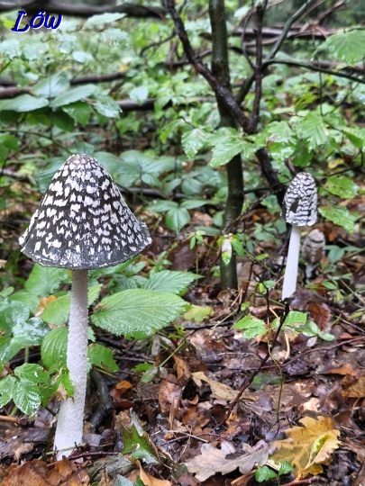 9.10.2025 - Pilzsaison